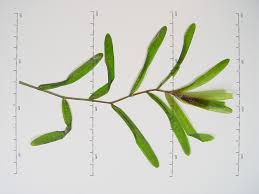 Attēlu rezultāti vaicājumam “Potamogeton trichoides leaf”