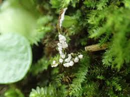 Attēlu rezultāti vaicājumam “Diderma chondrioderma”