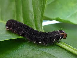 Attēlu rezultāti vaicājumam “Eupsilia transversa”