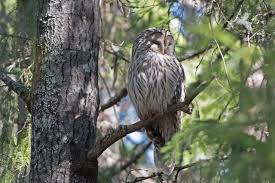 Attēlu rezultāti vaicājumam “Strix uralensis adult”
