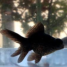 Image result for 出目金