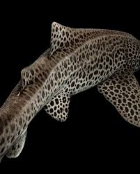 Image result for Stegostoma tigrinum