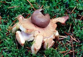 Attēlu rezultāti vaicājumam “Geastrum fimbriatum”