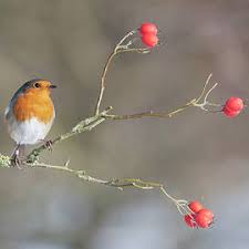 Attēlu rezultāti vaicājumam “Erithacus rubecula adult”