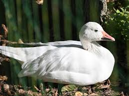 Image result for Anser caerulescens