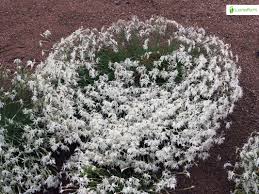 Attēlu rezultāti vaicājumam “Dianthus arenarius”