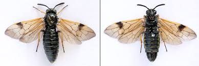 Attēlu rezultāti vaicājumam “Arge ustulata”