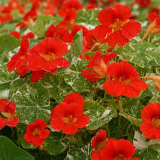 Image result for Tropaeolum majus