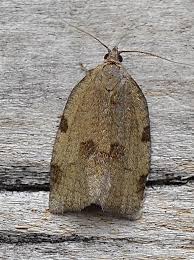 Attēlu rezultāti vaicājumam “Lozotaenia forsterana”