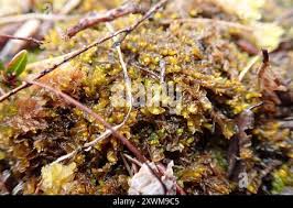 Attēlu rezultāti vaicājumam “Mylia anomala”