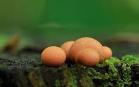 Attēlu rezultāti vaicājumam “Amaurochaete sp.”