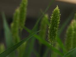 Attēlu rezultāti vaicājumam “Setaria viridis leaf”