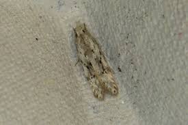 Attēlu rezultāti vaicājumam “Carpatolechia proximella”