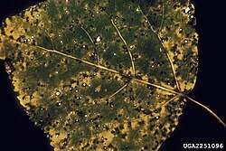 Attēlu rezultāti vaicājumam “Melampsora magnusiana”