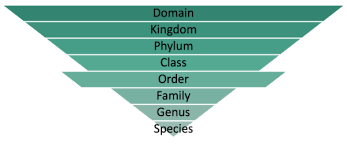 Image result for genus