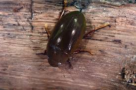 Attēlu rezultāti vaicājumam “Hydrochara caraboides”