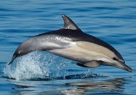 Image result for Stenella coeruleoalba