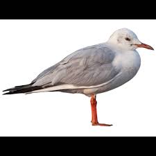 Image result for Chroicocephalus genei