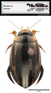 Attēlu rezultāti vaicājumam “Hydaticus transversalis”