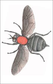 Attēlu rezultāti vaicājumam “Clitellaria ephippium”