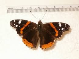 Attēlu rezultāti vaicājumam “Vanessa atalanta”