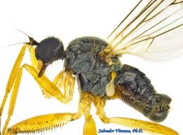 Attēlu rezultāti vaicājumam “Trioza dispar nymph”