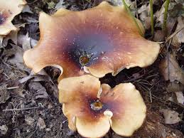 Attēlu rezultāti vaicājumam “Polyporus badius”