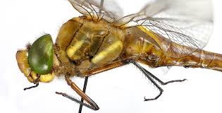 Attēlu rezultāti vaicājumam “Aeshna isoceles”