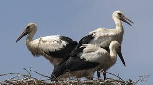 Attēlu rezultāti vaicājumam “Ciconia ciconia juvenile”