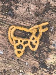 Attēlu rezultāti vaicājumam “Lycogala sphaeroconicum young”