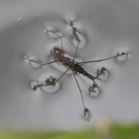 Attēlu rezultāti vaicājumam “Aquarius najas”