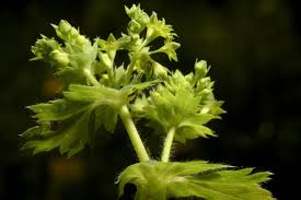 Attēlu rezultāti vaicājumam “Alchemilla subcrenata”