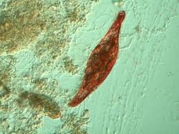 Attēlu rezultāti vaicājumam “Blepharostoma trichophyllum sporophyte”