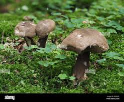 Attēlu rezultāti vaicājumam “Porphyrellus porphyrosporus”