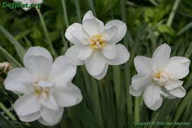 Attēlu rezultāti vaicājumam “Narcissus poeticus”