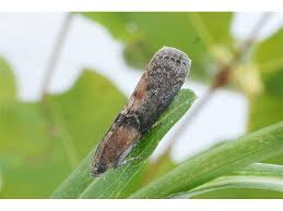 Attēlu rezultāti vaicājumam “Sciota adelphella”