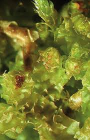 Attēlu rezultāti vaicājumam “Barbilophozia lycopodioides”