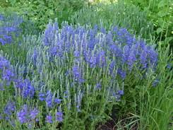 Attēlu rezultāti vaicājumam “Veronica austriaca subsp. teucrium leaf”