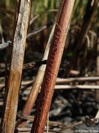 Attēlu rezultāti vaicājumam “Carex atherodes”