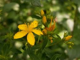 Attēlu rezultāti vaicājumam “Hypericum perforatum flower”