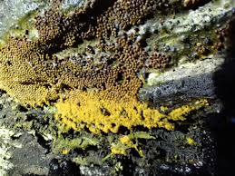 Attēlu rezultāti vaicājumam “Trichia scabra”