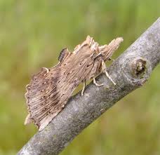 Attēlu rezultāti vaicājumam “Pterostoma palpina”