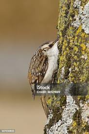 Attēlu rezultāti vaicājumam “Certhia familiaris”