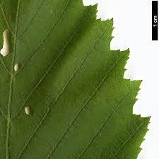 Attēlu rezultāti vaicājumam “Alnus incana leaf”