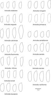 Attēlu rezultāti vaicājumam “Antrodia serialis”