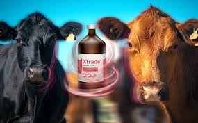 Image result for ganado bovino