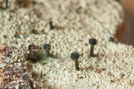 Attēlu rezultāti vaicājumam “Calicium adspersum”