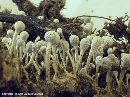 Attēlu rezultāti vaicājumam “Phleogena faginea”