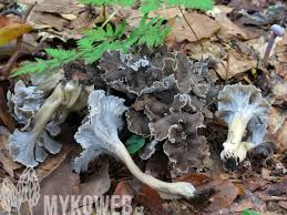 Attēlu rezultāti vaicājumam “Pseudocraterellus”