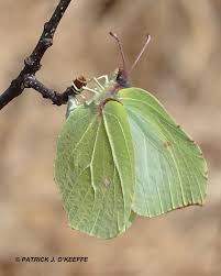 Attēlu rezultāti vaicājumam “Gonepteryx rhamni female”